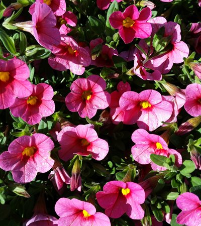 Million Bells Callie® Coral Pink